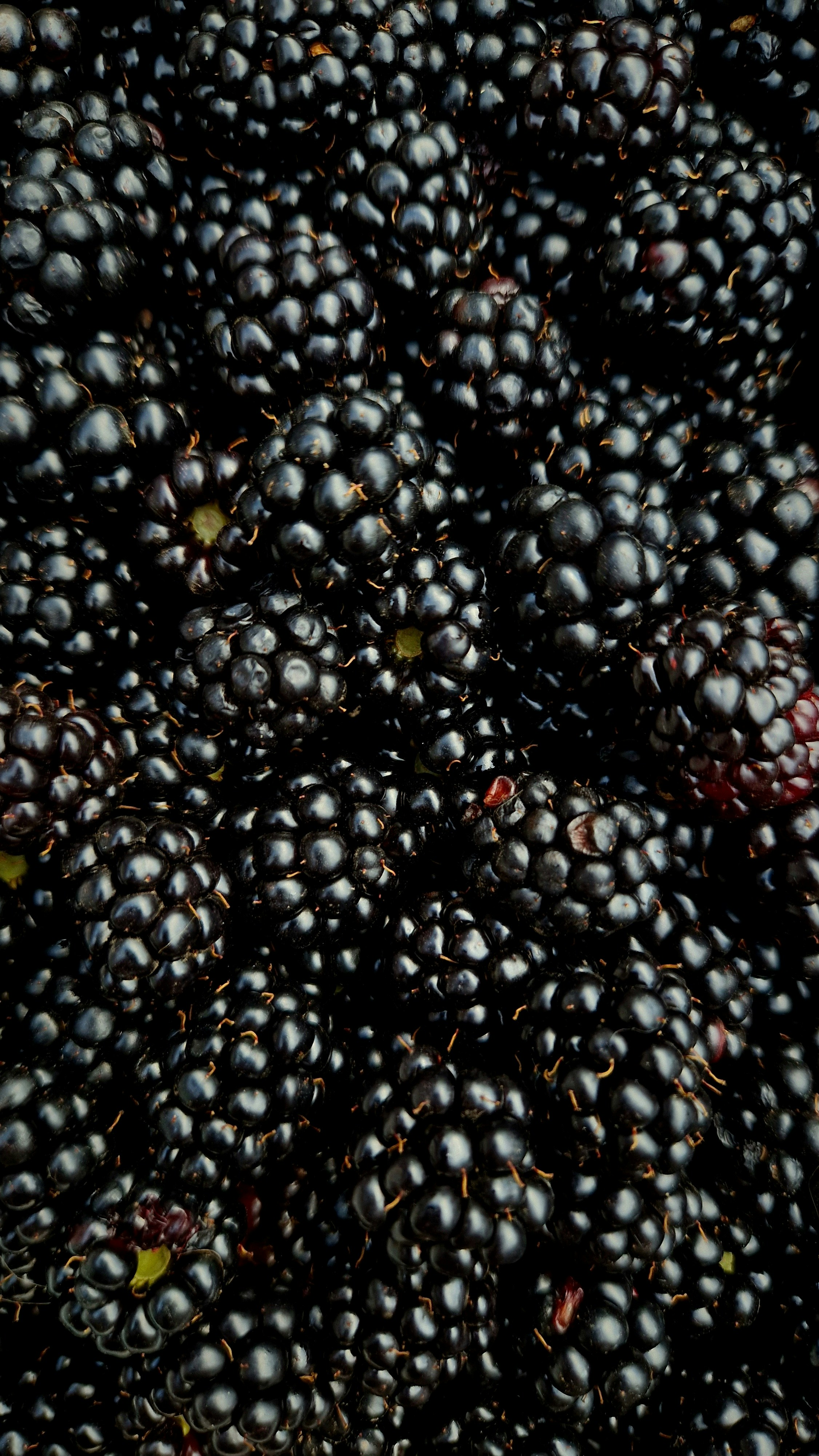 Blackberry