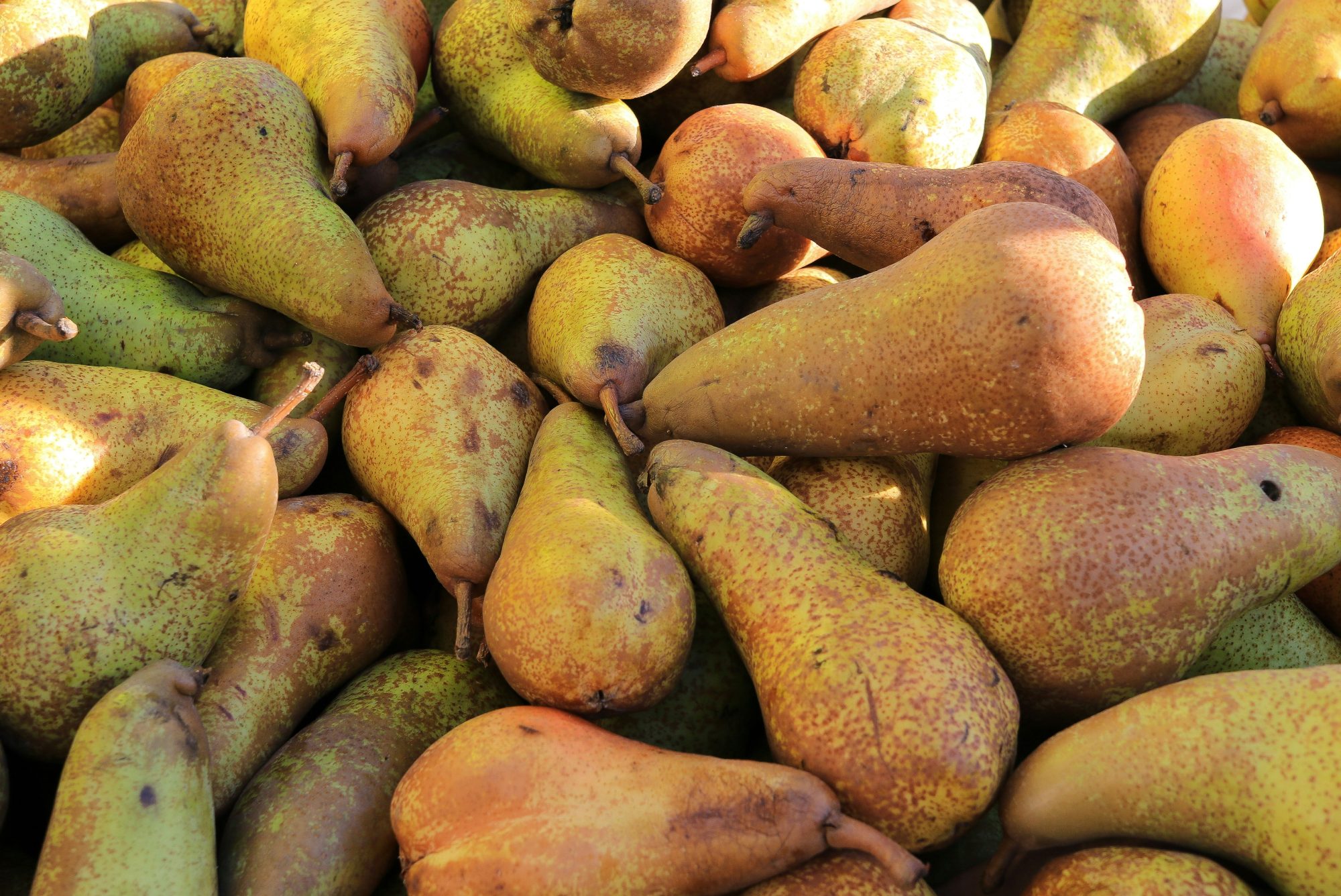 Bosc Pear