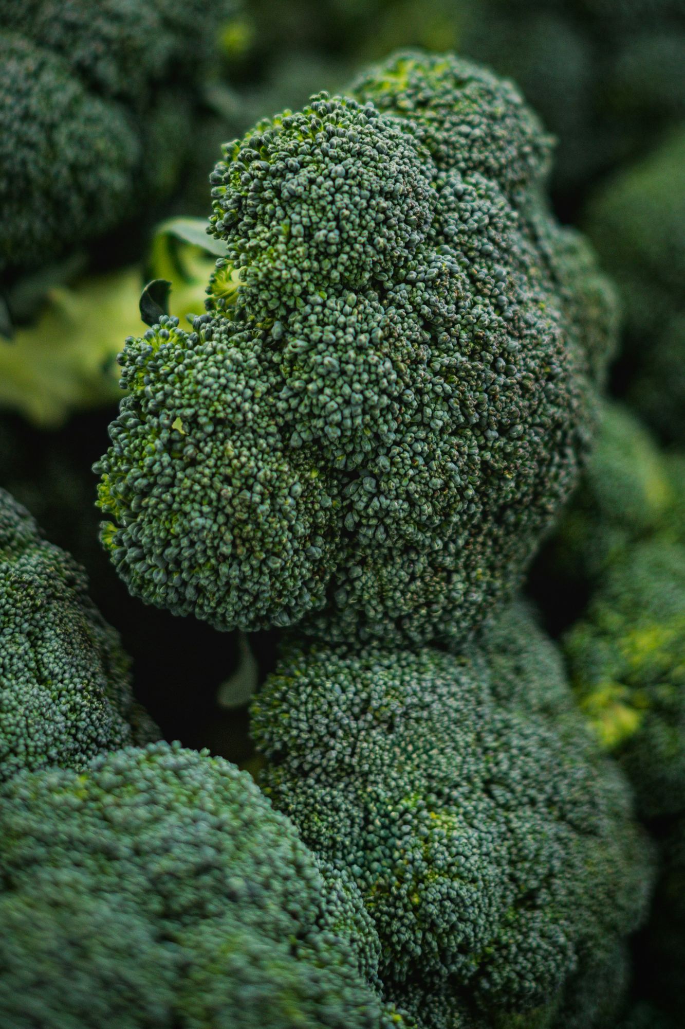 Broccoli
