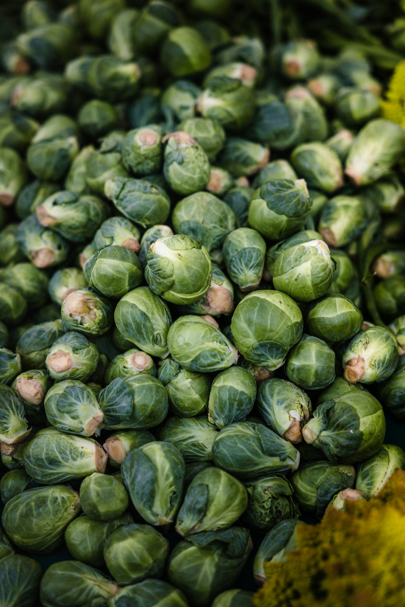 Brussel Sprout