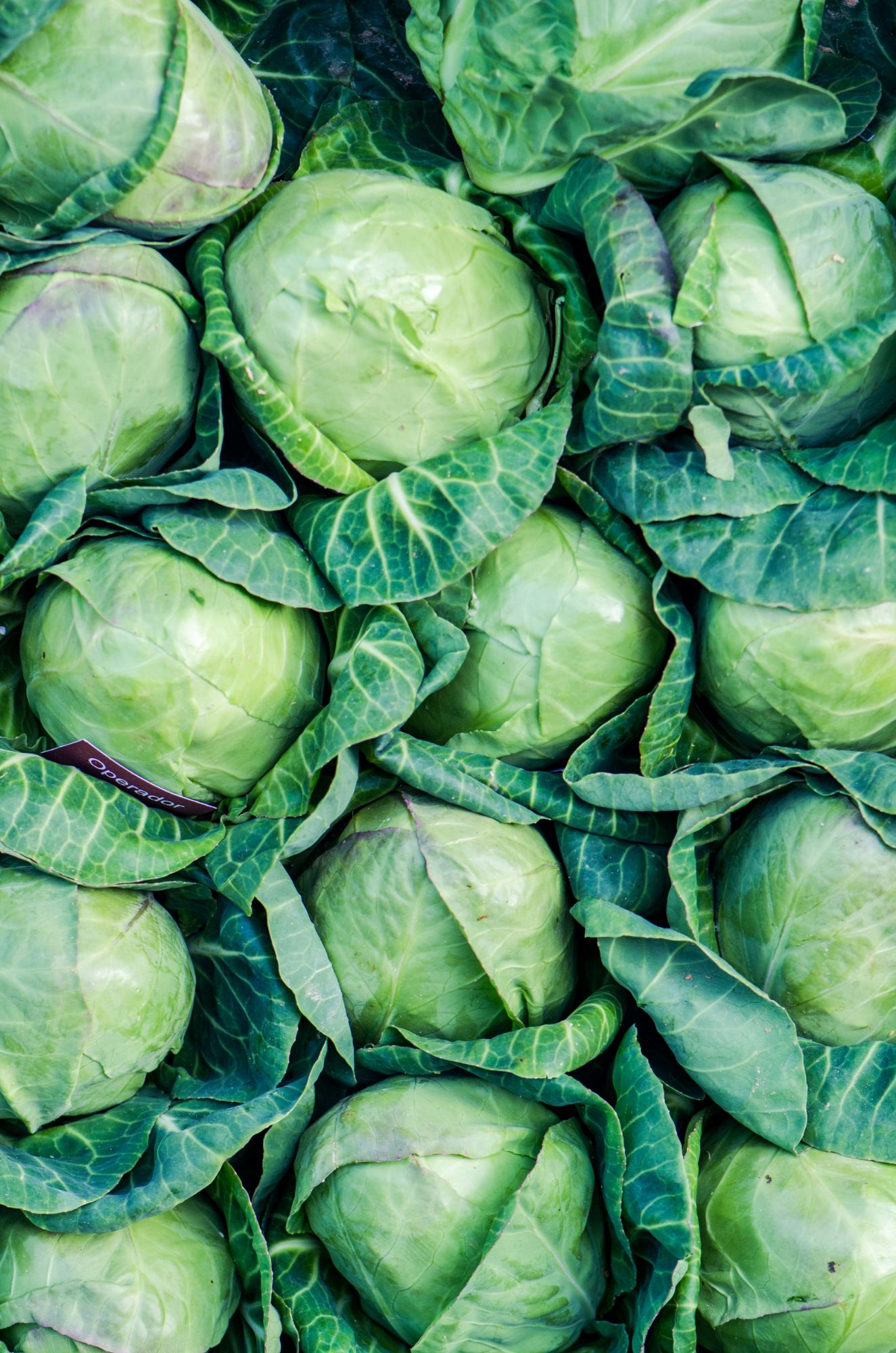Green Cabbage