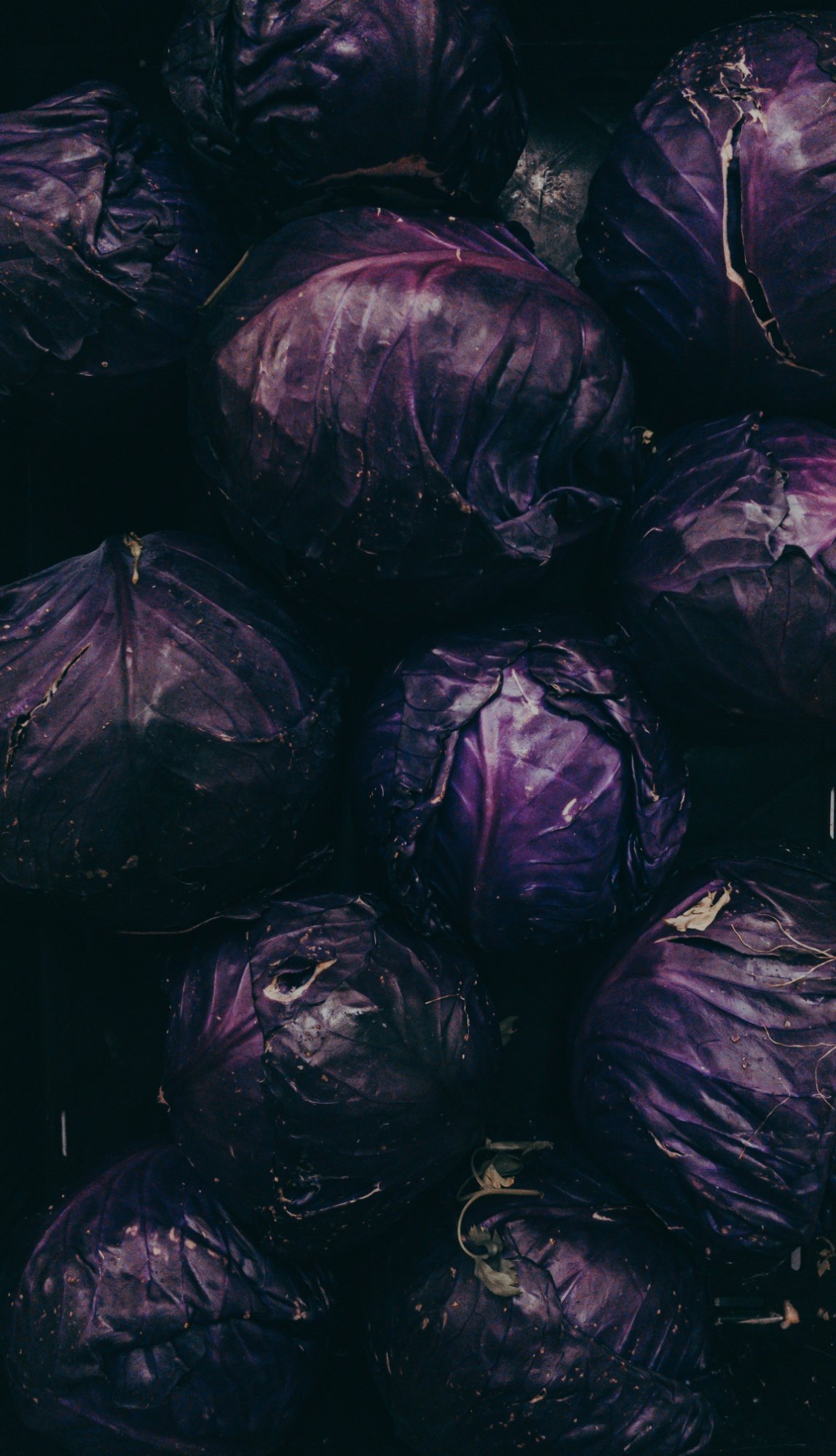 Red Cabbage