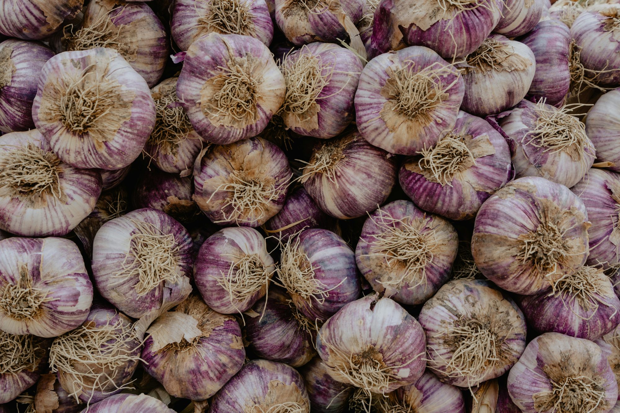 Purple Garlic