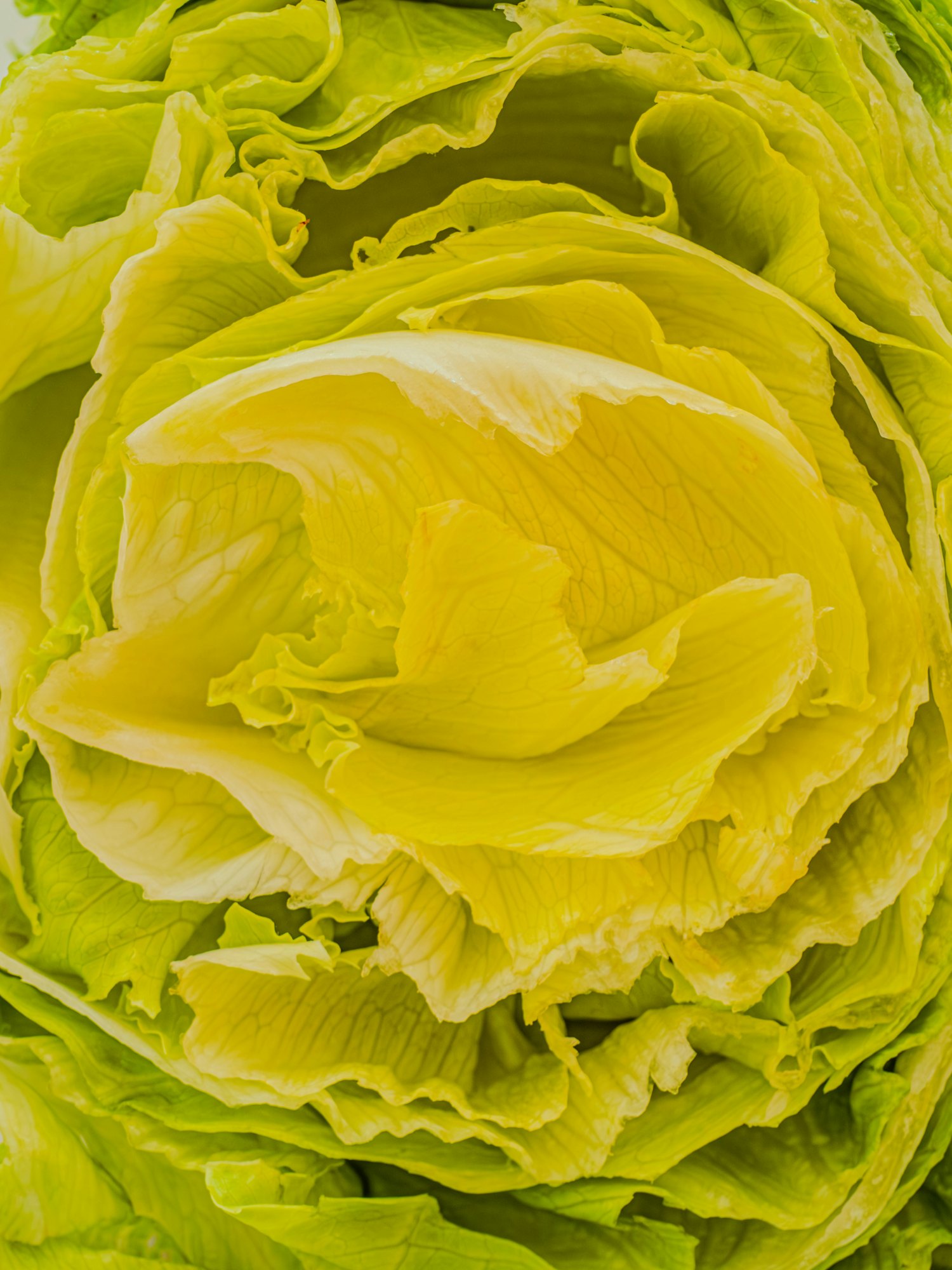 Iceberg Lettuce