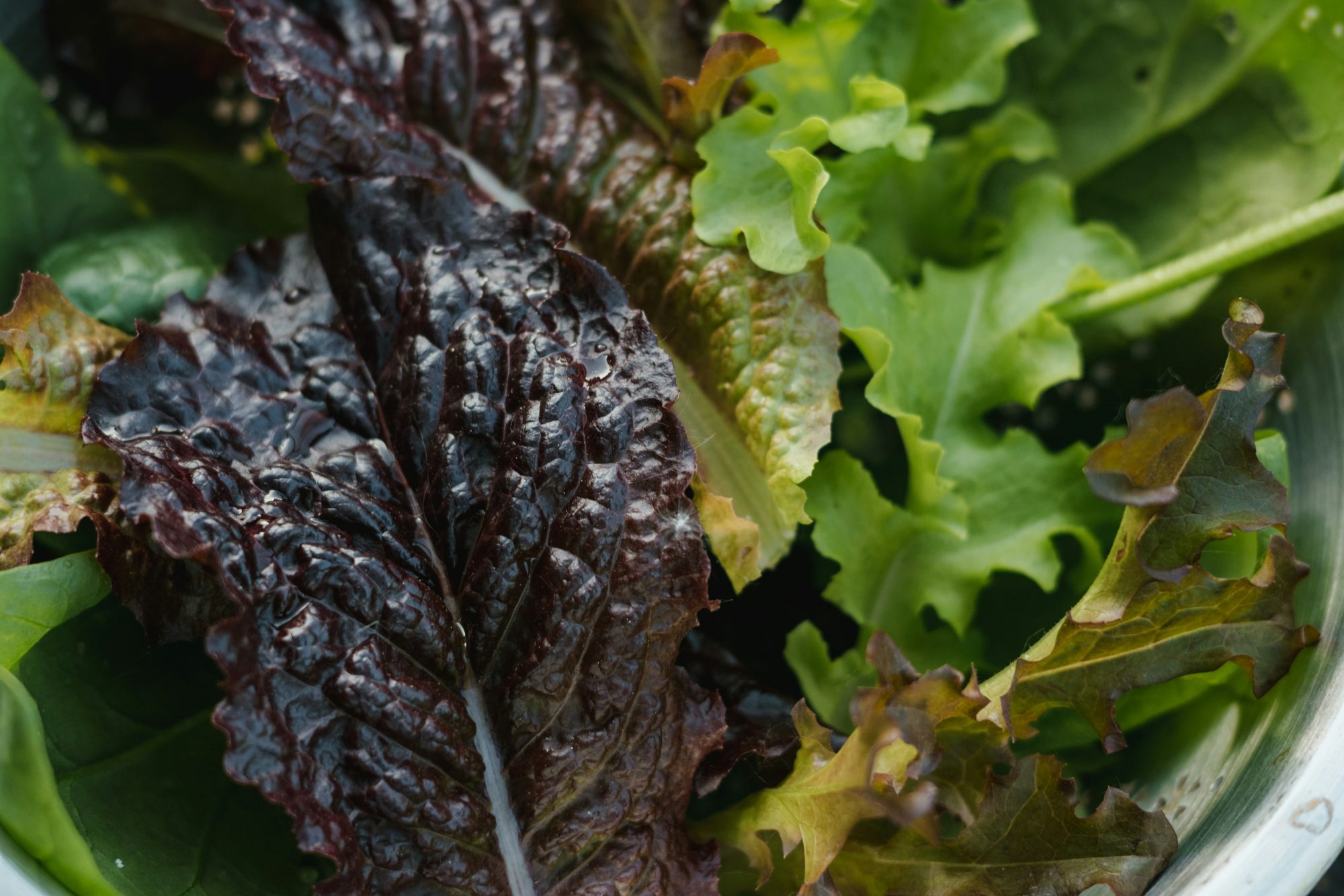 Mesclun Mix Salad