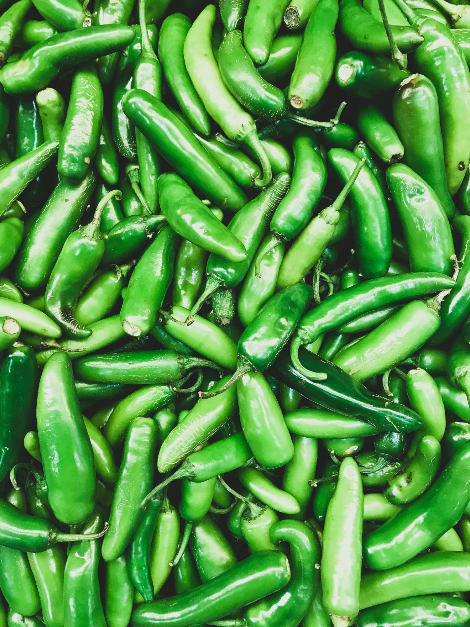 Jalapeño Pepper