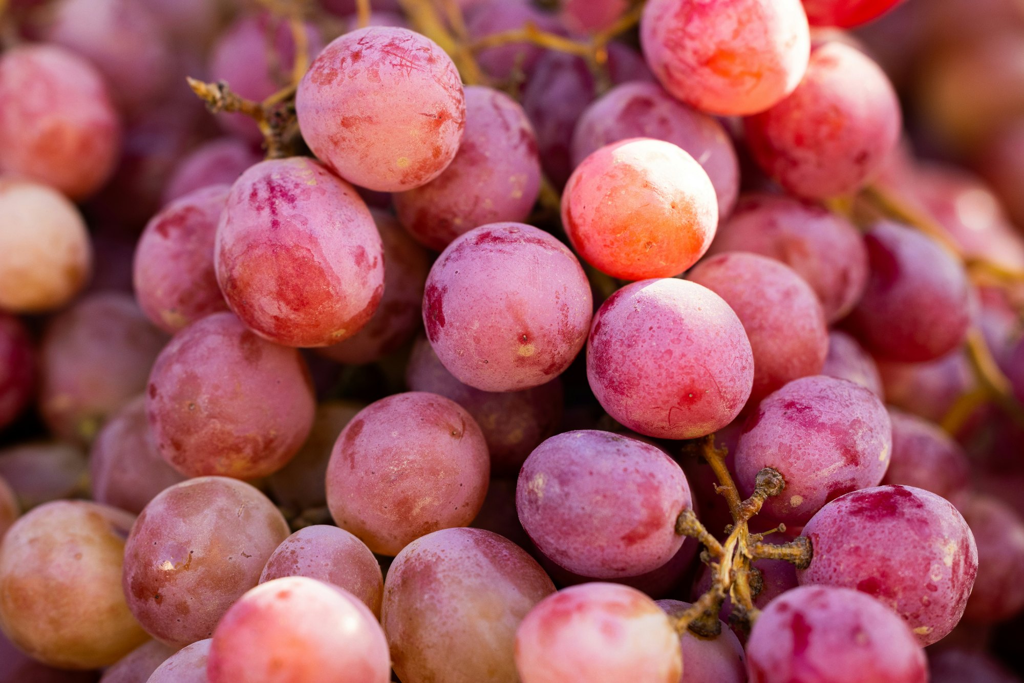 Red Grape
