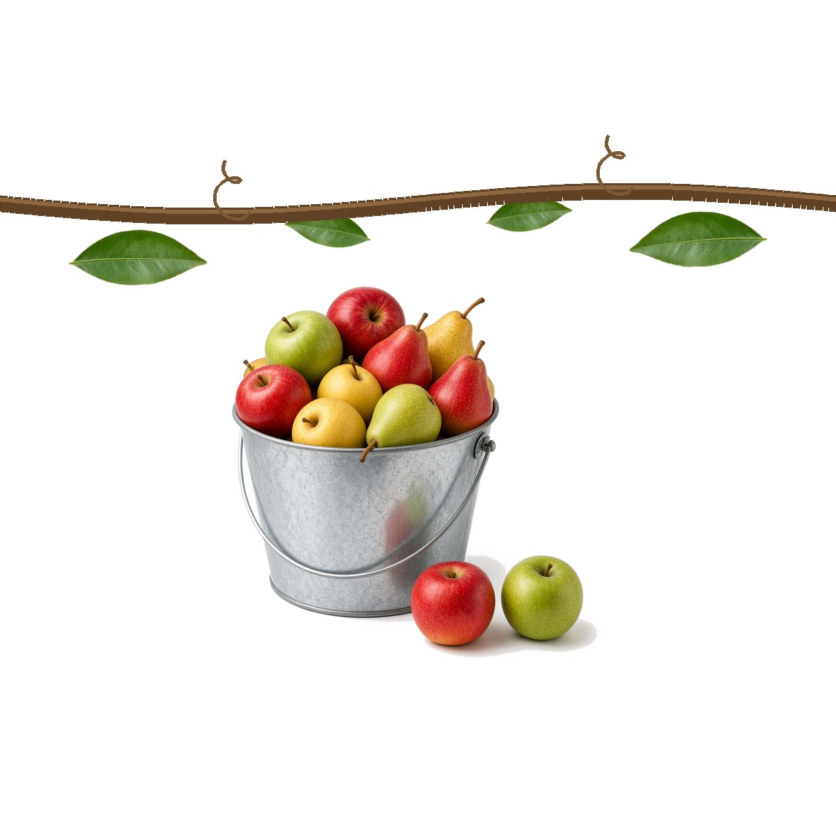 Crisp apples coming