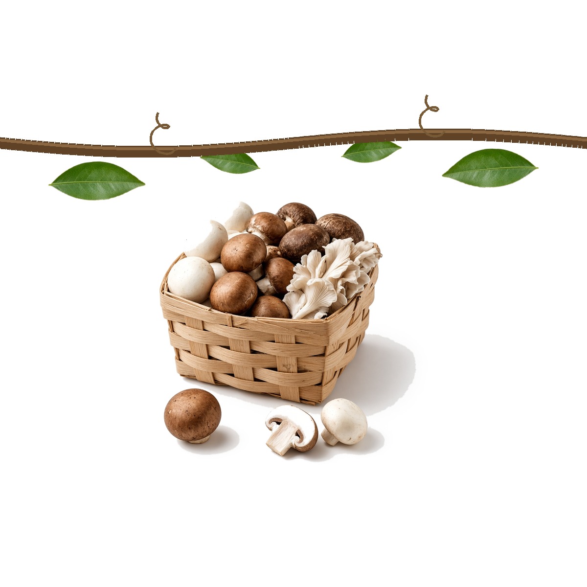 Mushrooms restocking